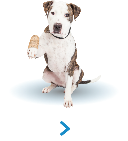 Poor dog with a broken paw. If you click this, you'll be able to read about how Luna's parents were able to use an online payday loan to pay for the emergency vet.