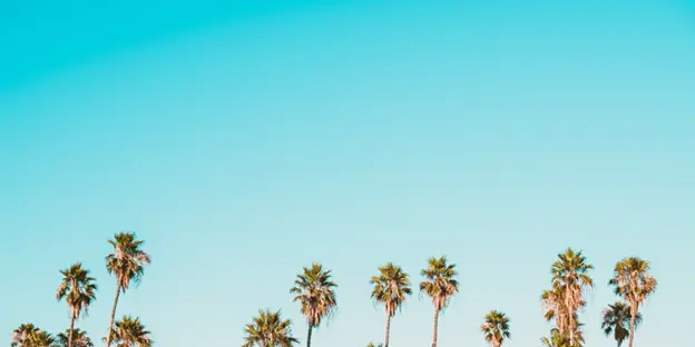palm trees