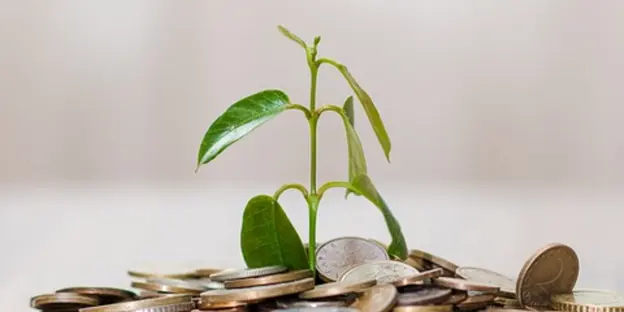 plant growing from pile of coins