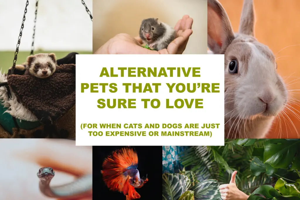 alternative pets you're sure to love cover photo