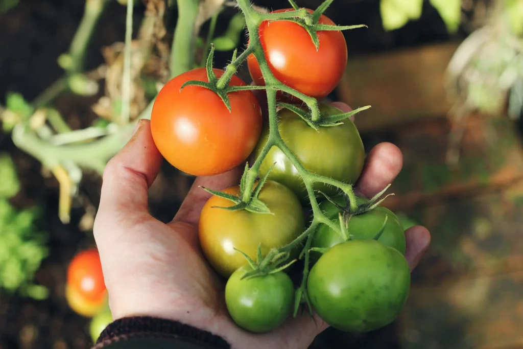 Hand holds tomatoes on a vine. Two tomatoes are bigger and orange/red in color. The remaining five are in shades of green.