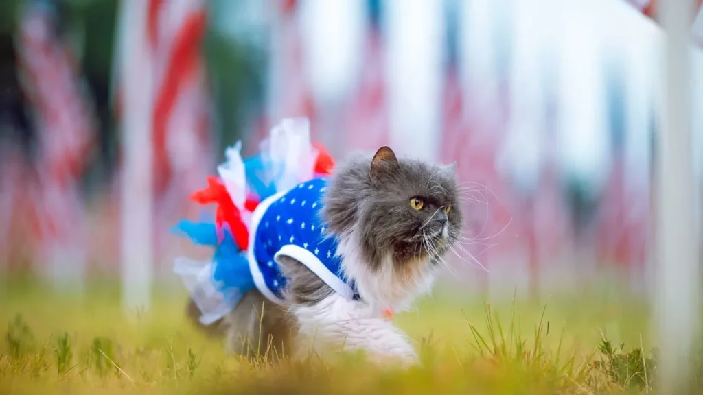 A grey cat prances wearing a patriotic tank top and tutu on the 4th of July. He runs against a blurry background of American flags.