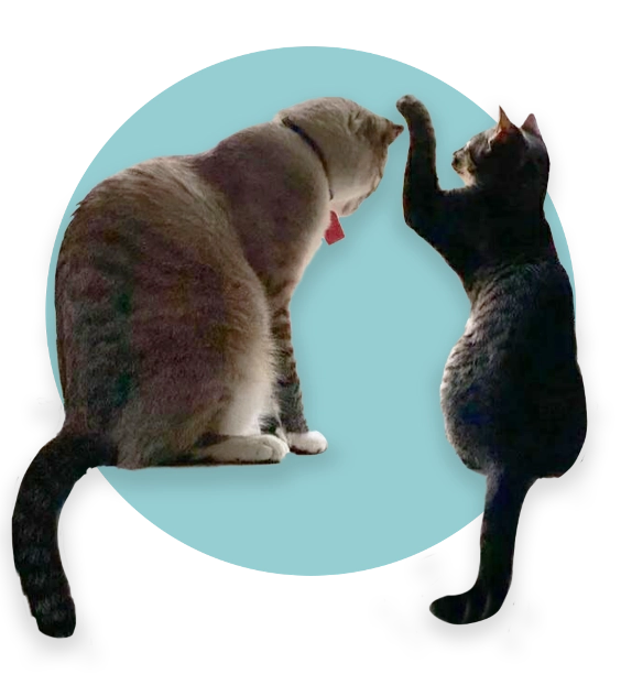 Small cat on right pawing big cat on left