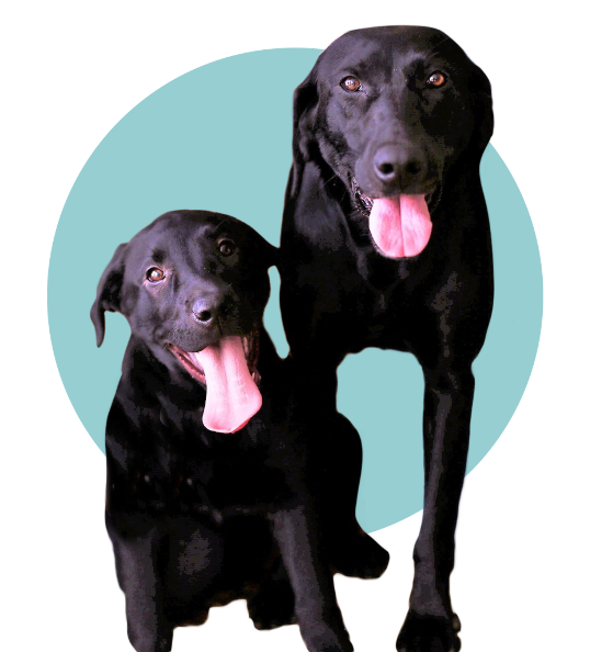 Anna Thakur's black labs; Harry (left, sitting) and Sky (right, standing)