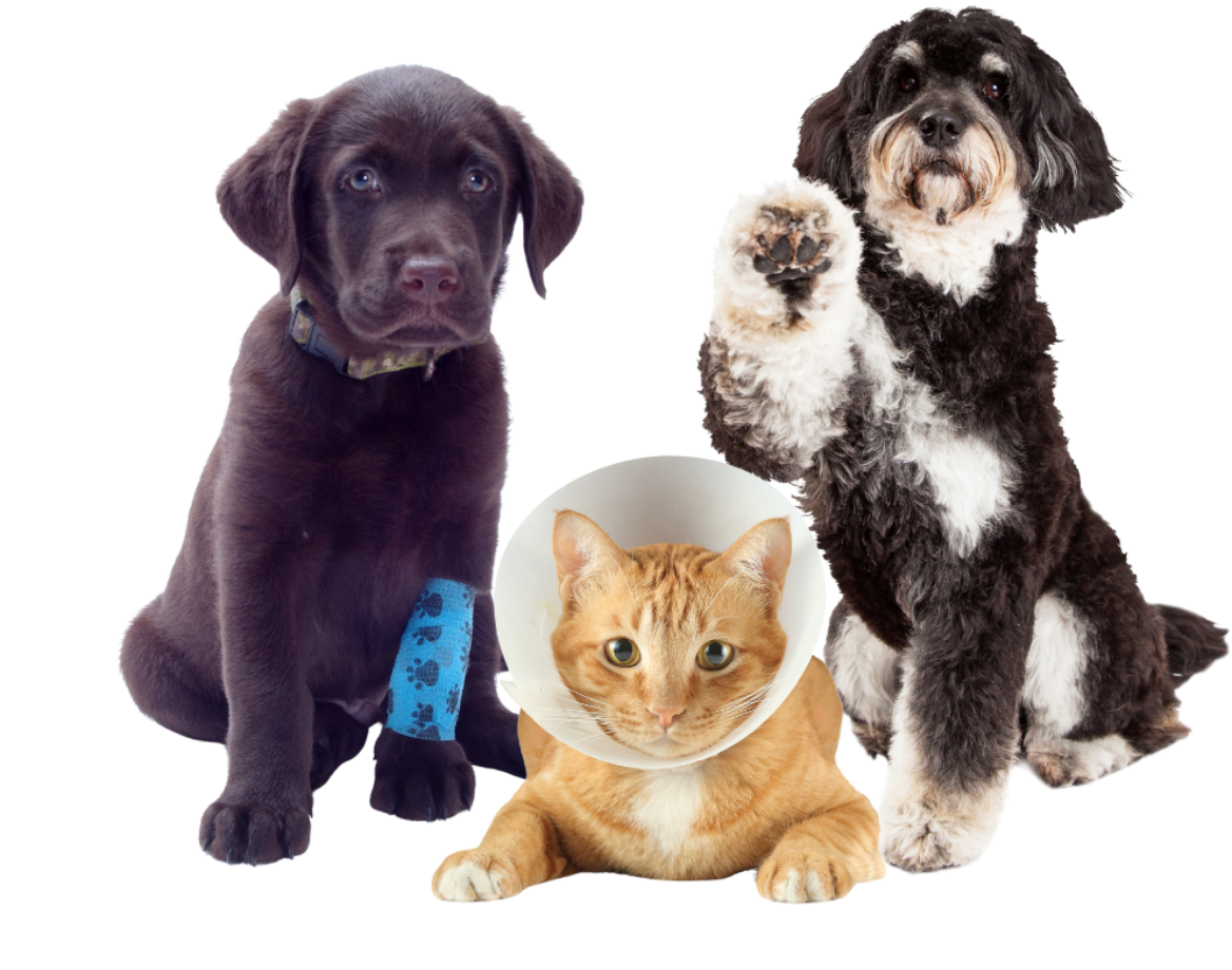 two dogs and a cat in a cone